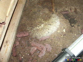 Kellerschwamm | frisches Myzel auf Kellerfußboden, Foto: © Ingenieurbüro Pia Haun - Trier