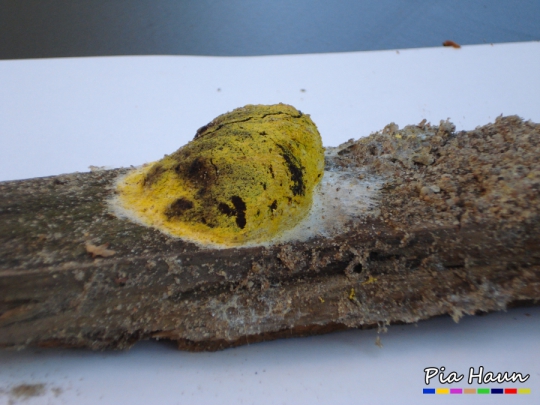 Gelbe Lohbllüte (Fuligo septica) | reifer Fruchtkörper, Foto: © Ingenieurbüro Pia Haun - Trier