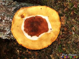 Farbkernholz mit natürlicher Resistenz gegen Insekten und Pilze | Splintholz ist ohne chemischen Holzschutz niemals dauerhaft