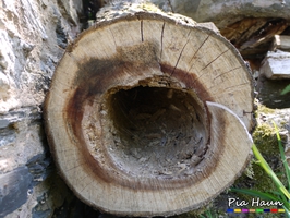 Durch Wurzelschwamm am stehenden Baum verursachte Rotfäule, Foto: © Ingenieurbüro Pia Haun - Trier