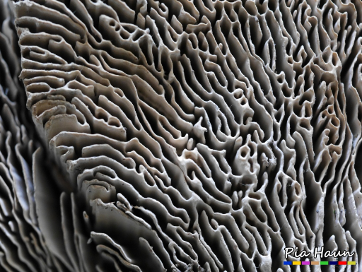 Eichenwirrling | Unteransicht Fruchtkörper, Foto: © Ingenieurbüro Pia Haun - Trier