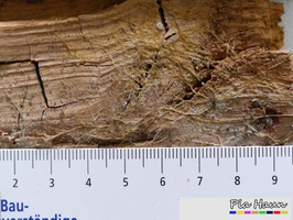 Muschelkrempling | Mycel an Holz mit deutlicher Braunfäule, Foto: © Ingenieurbüro Pia Haun - Trier
