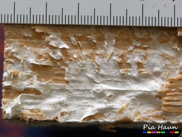 Weiße Porenschwämme/ Braunfäuletrameten | Oberflächenmycel an Holzständer, Foto: © Ingenieurbüro Pia Haun - Trier