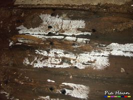 Weiße Porenschwämme/ Braunfäuletrameten | massive Schäden an einem Holzfußboden, eisblumenartiges Mycel, Foto: © Ingenieurbüro Pia Haun - Trier